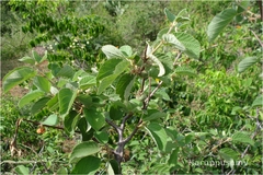 Grewia villosa